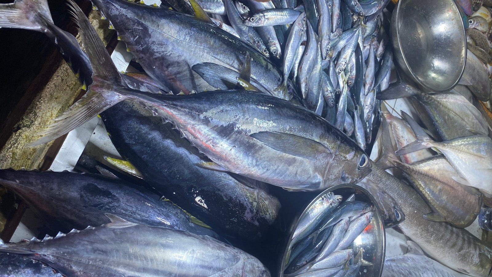 sumber daya alam kalimantan timur