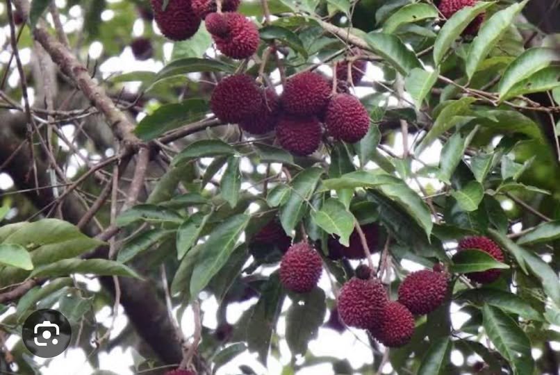 buah khas kalimantan timur