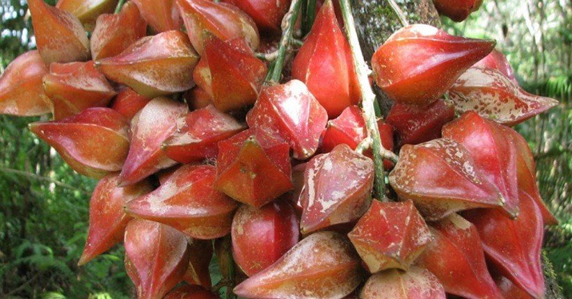 buah khas kalimantan timur