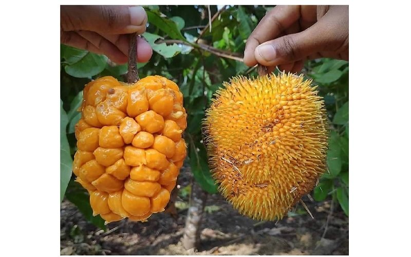buah khas kalimantan timur