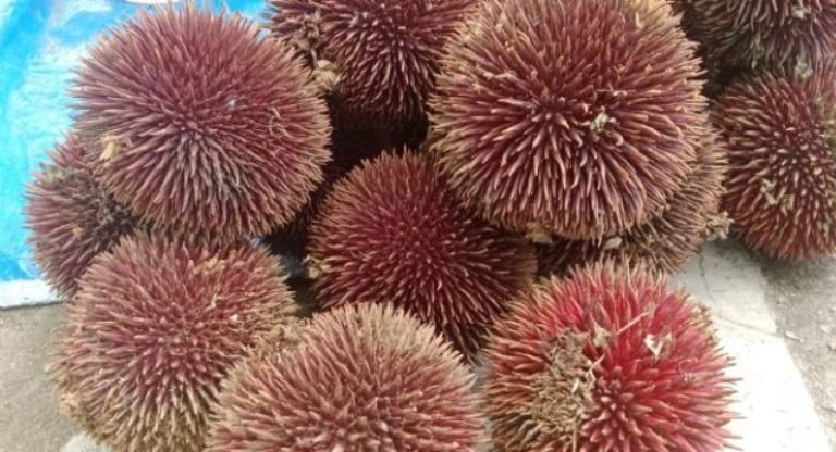 buah khas kalimantan timur