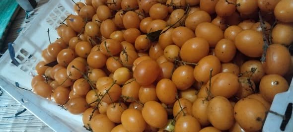 buah khas kalimantan timur