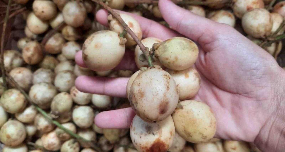 buah khas kalimantan timur