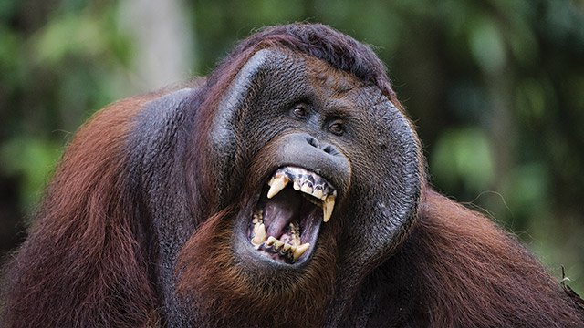 hewan khas kalimantan timur