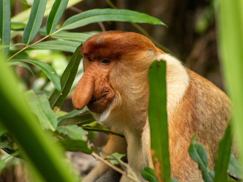 hewan khas kalimantan timur