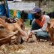 Penyembelihan Hewan Kurban Disarankan di Rumah Potong Hewan, Dampak PPKM Darurat