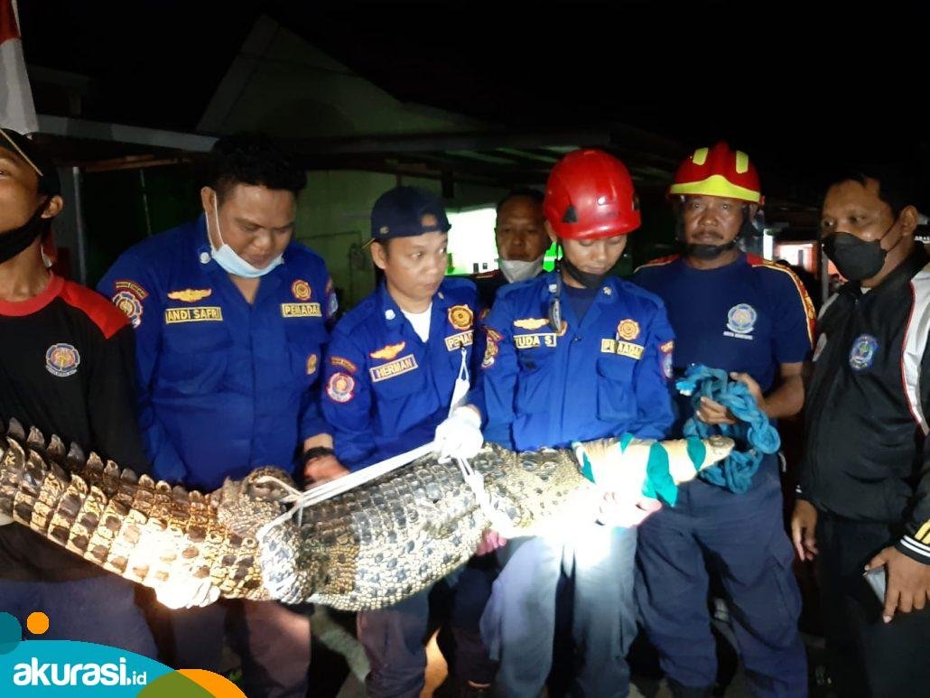 Buaya Bikin Geger Warga Bontang Kuala, Masuk Permukiman Ramai Penduduk