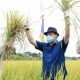 Melihat Pertanian Kaltim, Punya Lahan 9 Juta Hektare, yang Jadi Sawah Hanya 93 Ribu Hektare