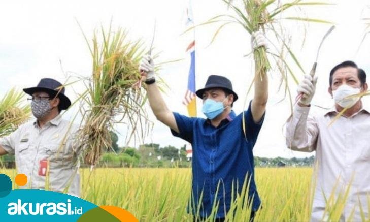 Melihat Pertanian Kaltim, Punya Lahan 9 Juta Hektare, yang Jadi Sawah Hanya 93 Ribu Hektare