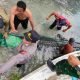 Proses evakuasi buaya di Labuan Cermin, berukuran 4,7 meter. (Dok Polsek Biduk-Biduk)