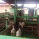 Jawa Masuk Zona Merah PMK, Puskeswan Kontrol Ketat Pedagang Kambing