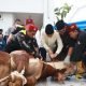 Tahun Ketiga, Wagub Sembelih Sapi Kurban Presiden