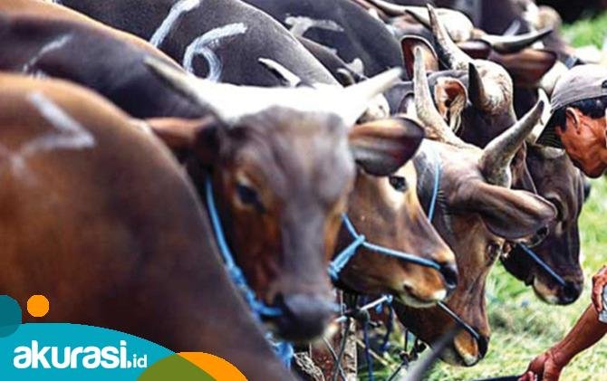 Selain Peningkatan PAD, Dewan Samarinda Juga Dukung RPH Terpadu Sebagai Wadah Ekowisata