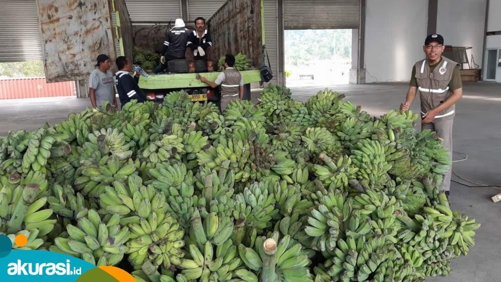 Dorong Pengembangan Sektor Pertanian, DPTPH Kaltim Bakal Salurkan 18 Ribu Bibit Pohon Pisang Kepok Grecek