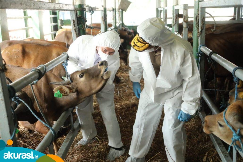 Kaltim Gelontorkan Rp2,7 Miliar untuk Pengendalian PMK
