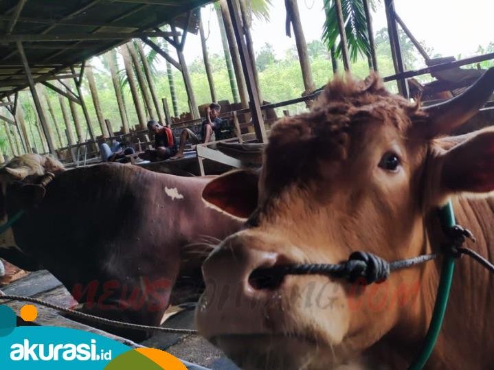 Tanaman Pangan, Perkebunan dan Peternakan Jadi Subsektor Penyerap Pekerja Tertinggi di Kaltim