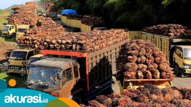 Kembali Naik Tipis, Harga TBS Sawit Periode April jadi Rp2.497,46 per Kilogram
