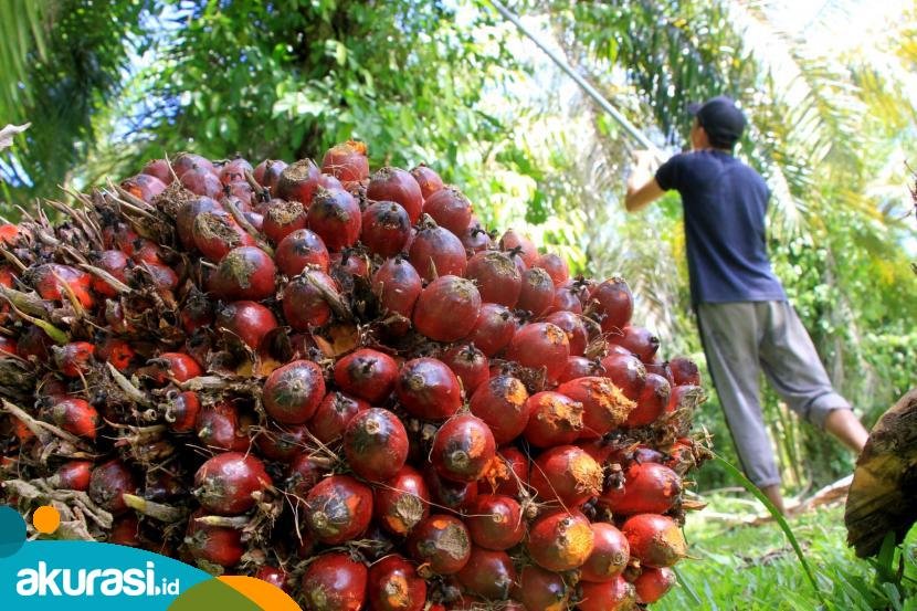 Harga TBS Sawit Kaltim Periode Awal Mei Turun menjadi Rp2.298,99