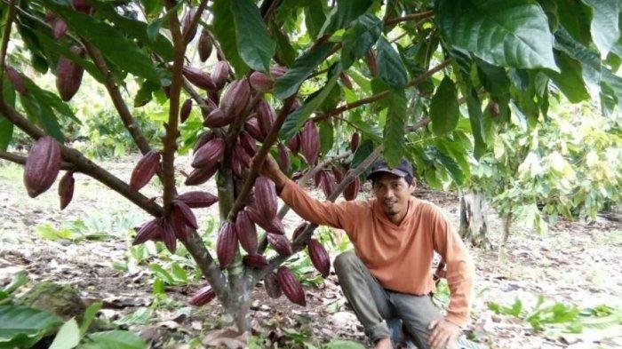Kutim dan Berau Miliki Lahan Kakao Terbesar di Kaltim: Diekspor ke Malaysia hingga Amerika Serikat