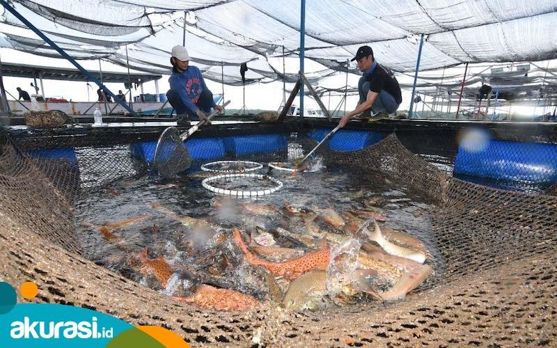 Pengembangan Industri Agrobisnis Budidaya Ikan di Kaltim Mulai Banyak Dilirik Investor