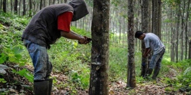 Perkebunan Karet di Kaltim Sumbang Banyak Investasi: Miliki Lahan 91.254 Hektar