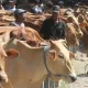 DPKH Kaltim Pastikan Ketersediaan Hewan Kurban 2023 Cukup