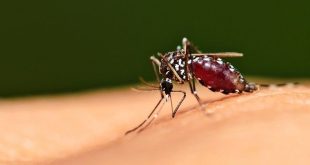 Kaltim Target Bebas Malaria tahun 2027