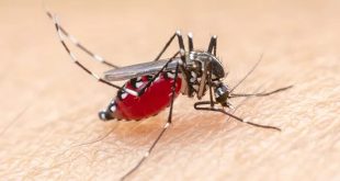Kasus Malaria di Kaltim Capai 1.504, Dinkes Minta Warga Yang Positif Jangan Lambat Berobat