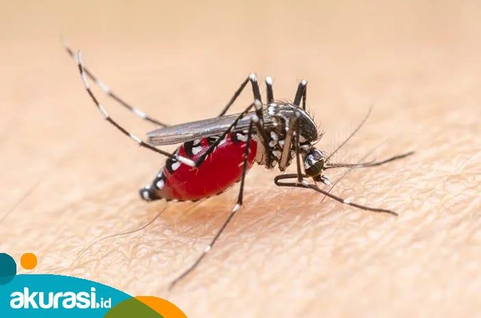 Kasus Malaria di Kaltim Capai 1.504, Dinkes Minta Warga Yang Positif Jangan Lambat Berobat