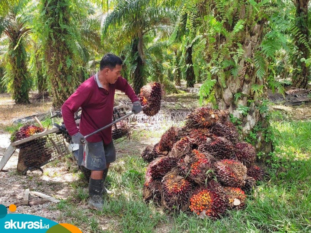 Harga TBS Sawit Akhir Juni 2023 Naik Tipis