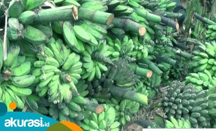 Hilirisasi dari Sektor Pertanian, Harap Kaltim Tak Hanya Jual Bahan Baku