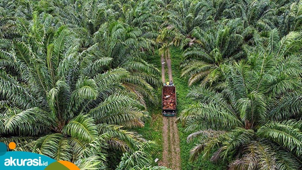 DPRD Kaltim Minta Pemerintah Perhatikan Program Perkebunan Rakyat