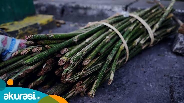 Dinkes Kaltim Promosikan Pangan Lokal untuk Penuhi Gizi Anak