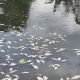Pencemaran Limbah di Sungai Kerang Dikeluhkan Warga, DLH Kaltim: Saya Belum Terima Informasi