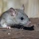 Dinkes Usut Penyakit Leptospirosis di Kaltim