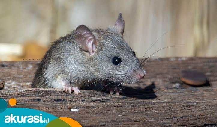 Dinkes Usut Penyakit Leptospirosis di Kaltim