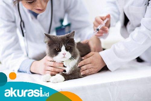 Memahami Pentingnya Mengecek Kesehatan dan Vaksin dalam Merawat Hewan Peliharaan