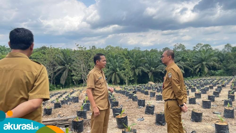 50 Ribu Benih Unggul untuk Tingkatkan Produktivitas Perkebunan