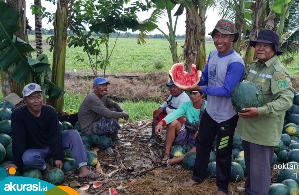 Poktan Setia Abadi Desa Babulu Darat Sukses Kembangkan Semangka Non Biji