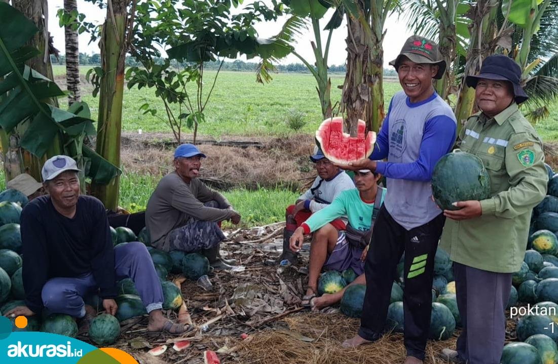 Poktan Setia Abadi Desa Babulu Darat Sukses Kembangkan Semangka Non Biji
