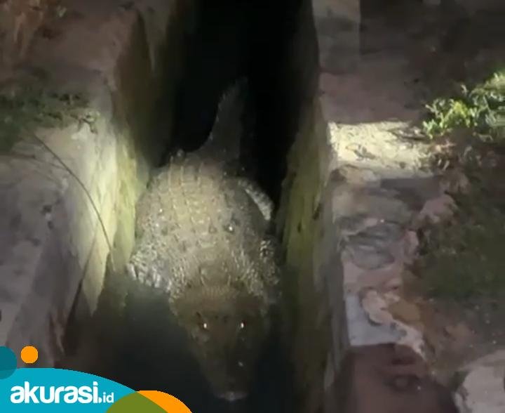 Disdamkartan Evakuasi Buaya 3,51 Meter di Selokan Bontang Kuala