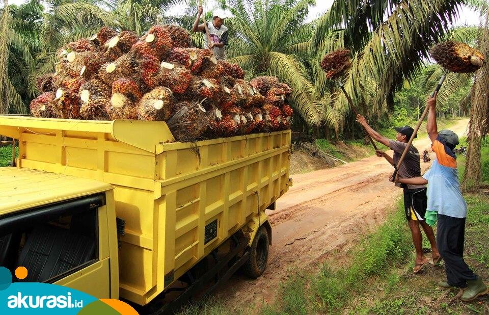 Ilustrasi perkebunan sawit. (ANTARA FOTO)