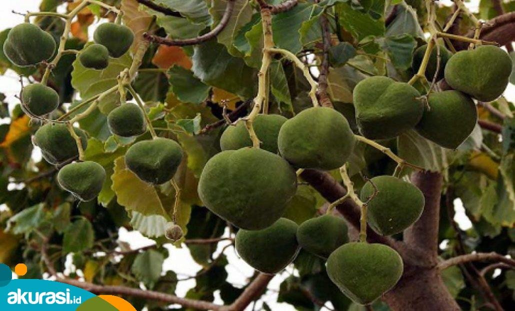 Kemiri Sunan, Solusi Reklamasi Lahan Tambang di Kaltim