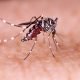 Progres Wolbachia Bontang Masih 10 Persen