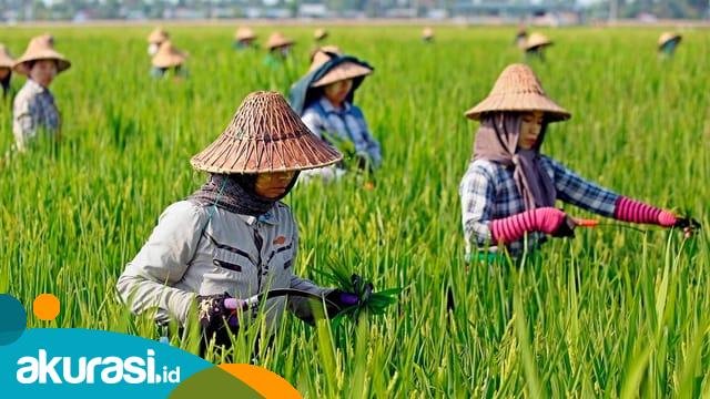 BPS Catat Nilai Tukar Petani Februari 2024 Meningkat