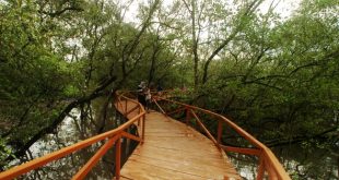 Disbudpar PPU Dukung Pemberdayaan SDM di Ekowisata Mangrove Kampung Baru