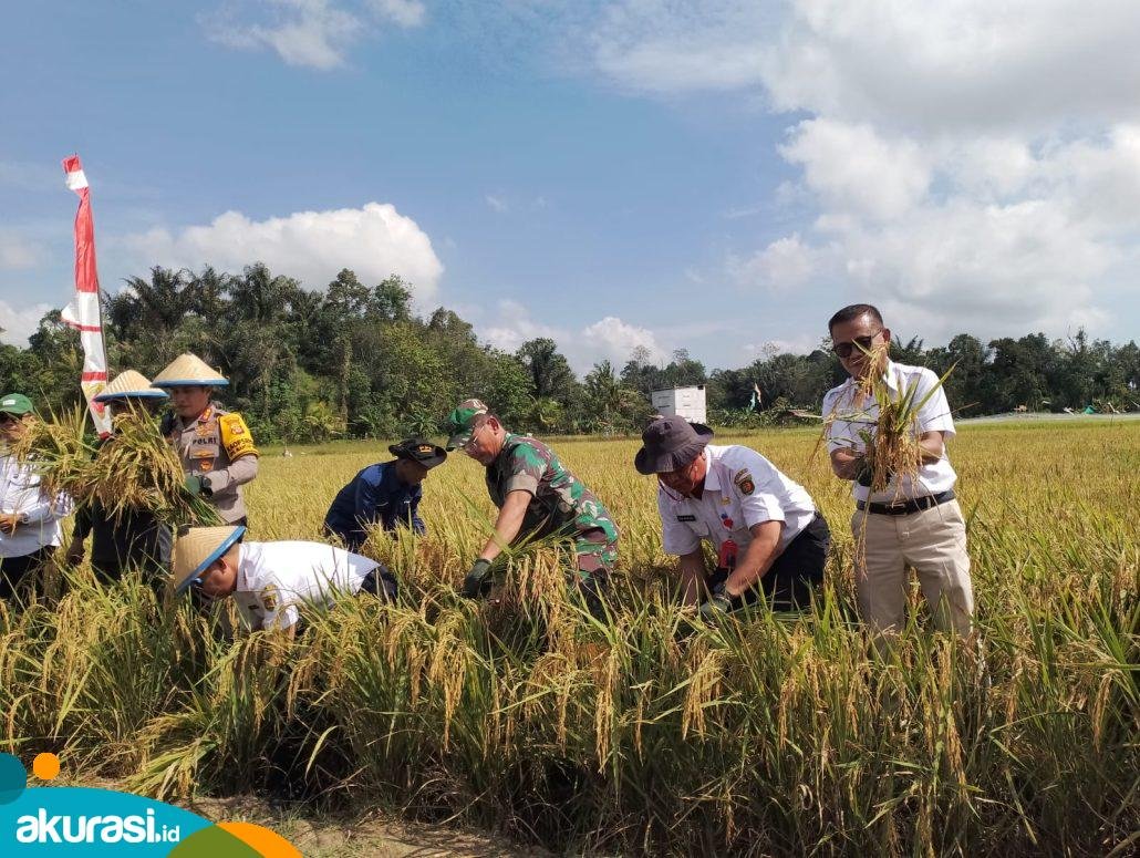 Pemkot Samarinda, beserta jajaran dan petani melakukan panen raya di Sambutan. Pemkot pun menepis isu krisis pangan. (Istimewa)