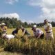 Pemkot Samarinda, beserta jajaran dan petani melakukan panen raya di Sambutan. Pemkot pun menepis isu krisis pangan. (Istimewa)