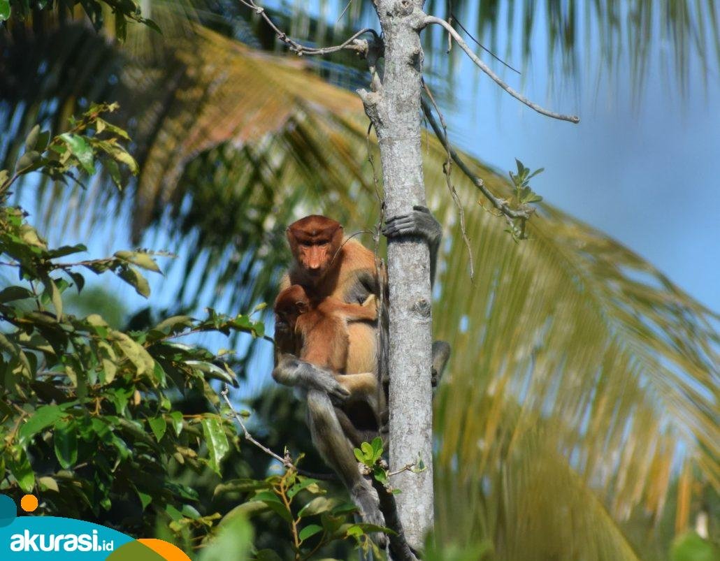 Bekantan di Ambang Kepunahan, Ulah Manusia Jadi Penentu