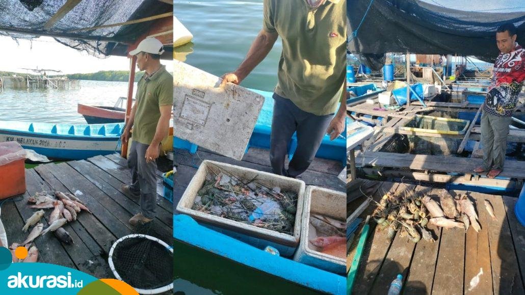 Tanggul PKT Diduga Jebol, Ikan dan Lobster di Keramba Mati, Nelayan: Kami Rugi Ratusan Juta